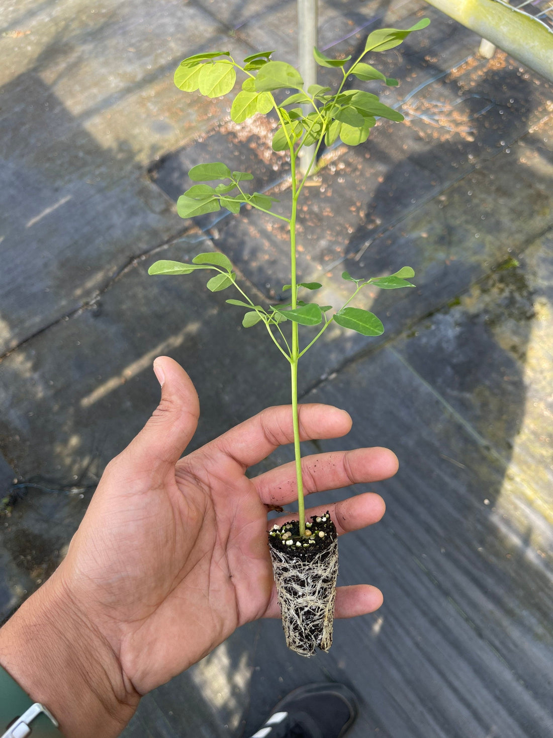 How to Grow Moringa: The Complete Care Guide