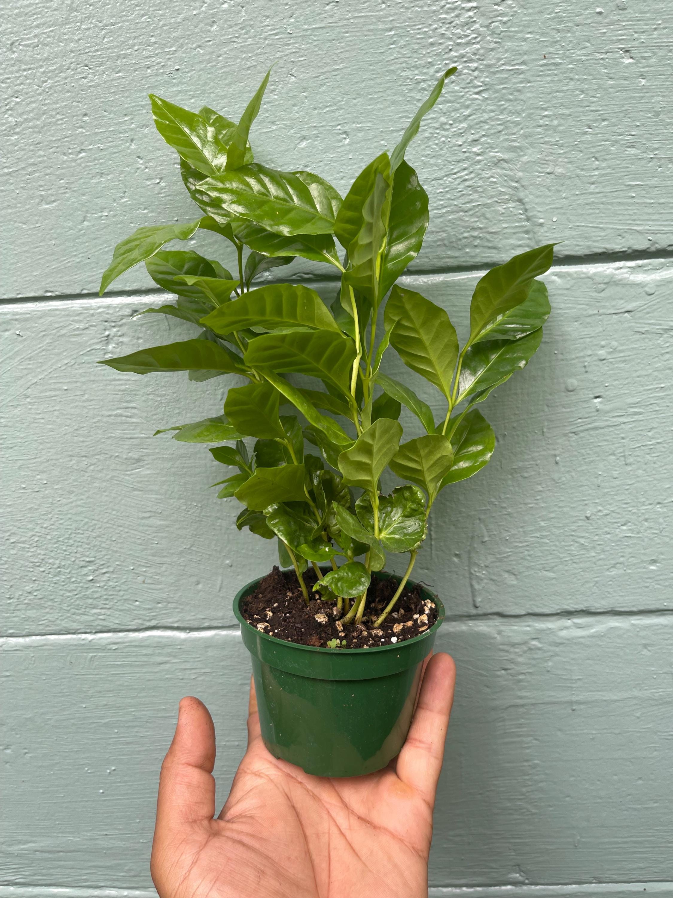 How to Grow a Coffee Plant (Coffea arabica): The Complete Care Guide