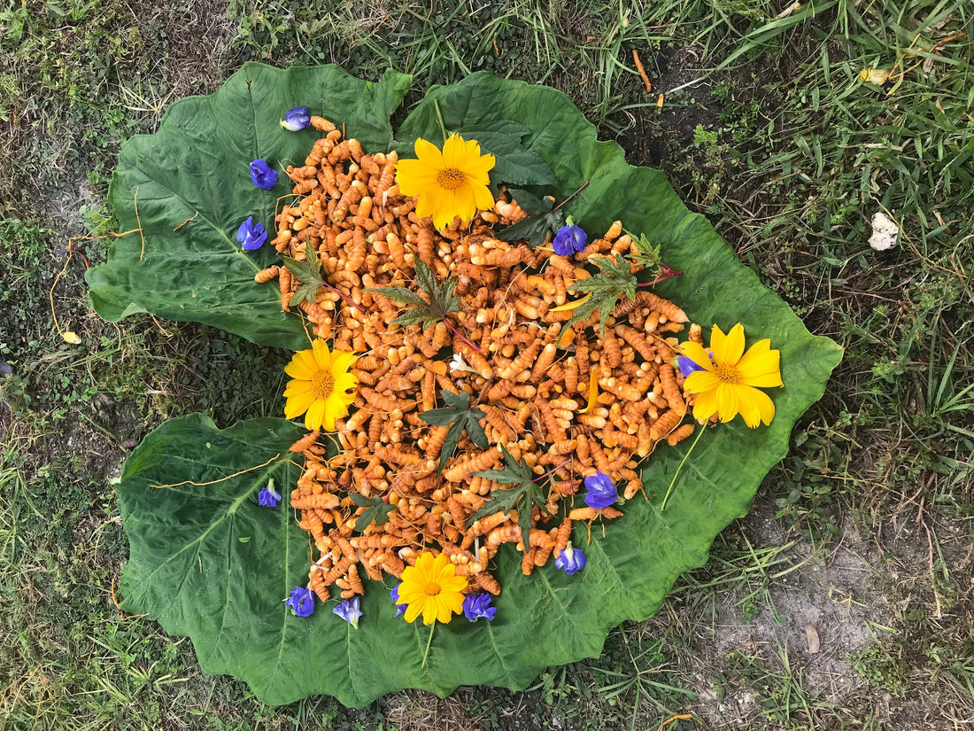 How to Grow Turmeric: The Complete Care Guide