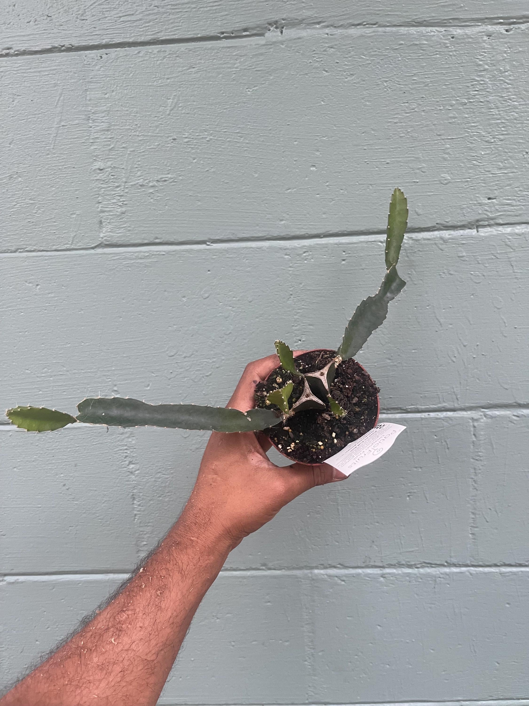Red dragon fruit plants