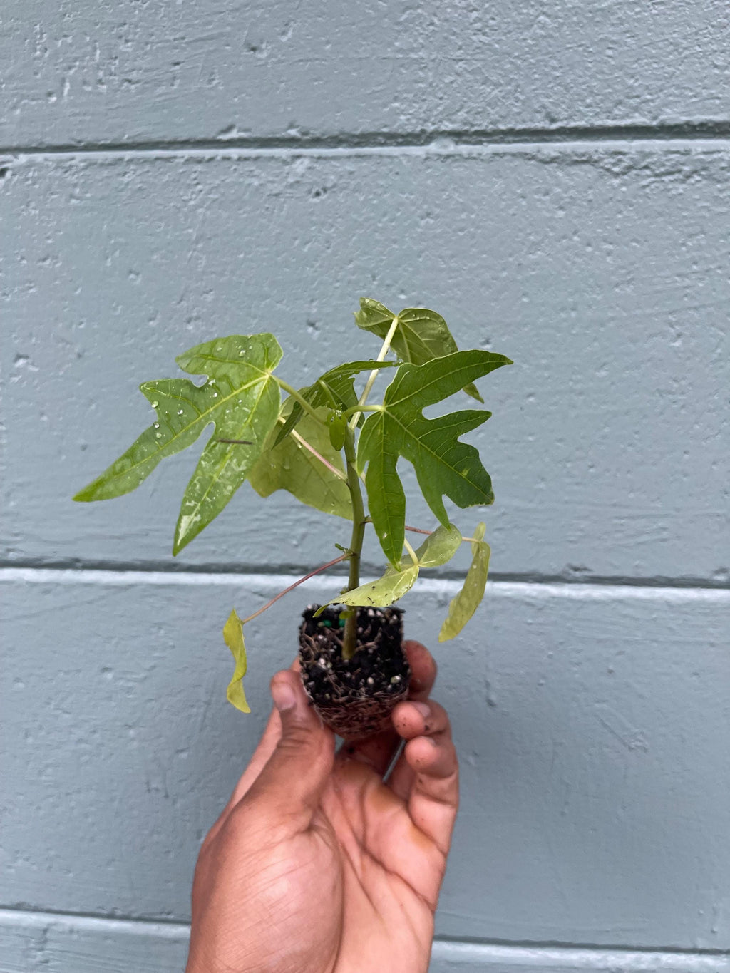 Dwarf papaya plants