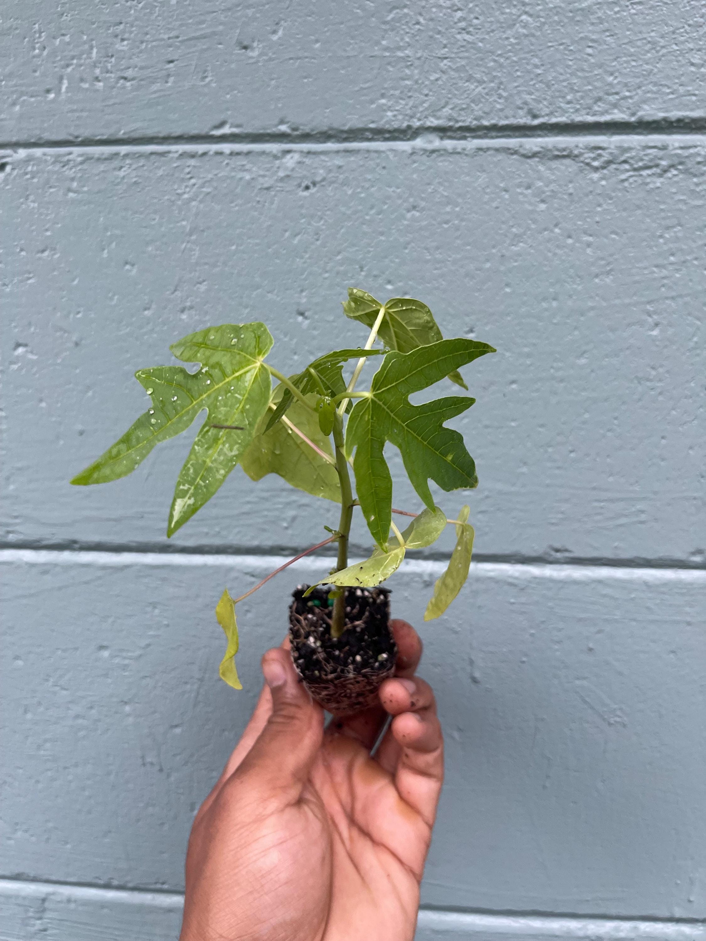 Dwarf papaya plants