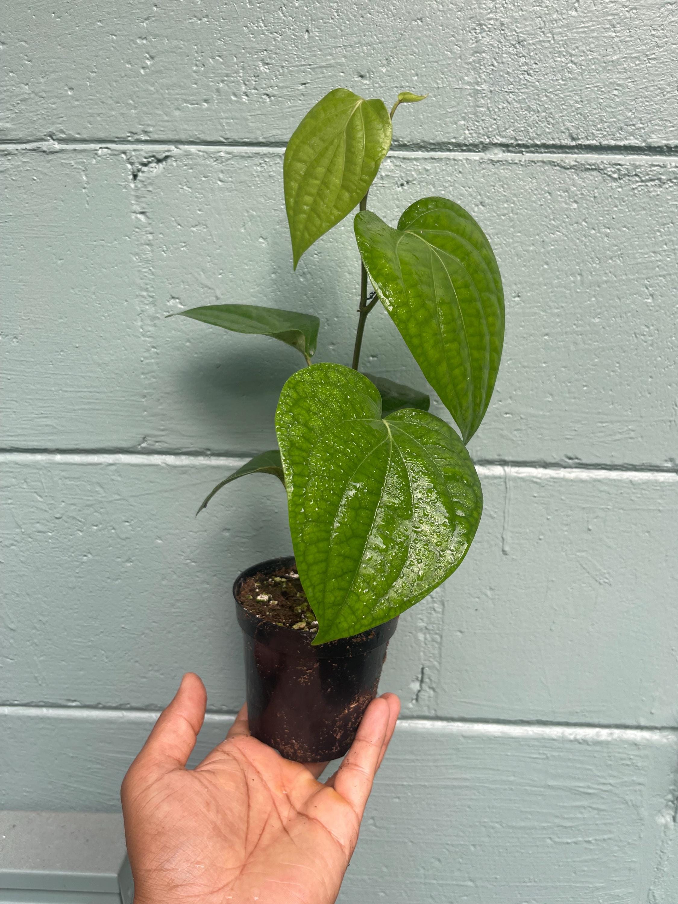 Black Pepper Plant (Piper nigrum) – Grow Your Own Spice!