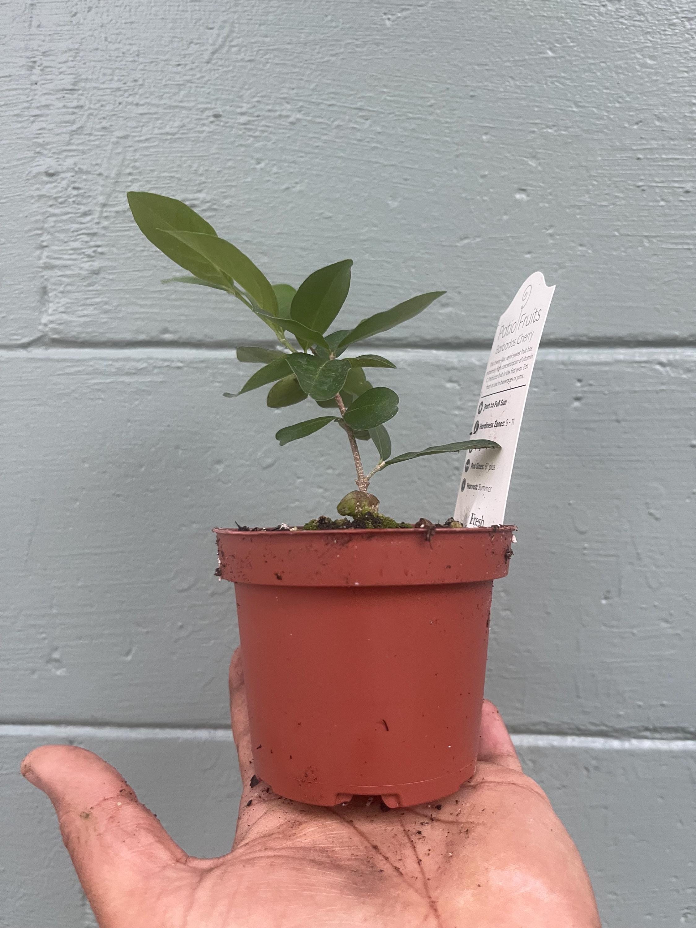 Acerola Cherry Plant: High Vitamin C, Tropical Fruit Tree