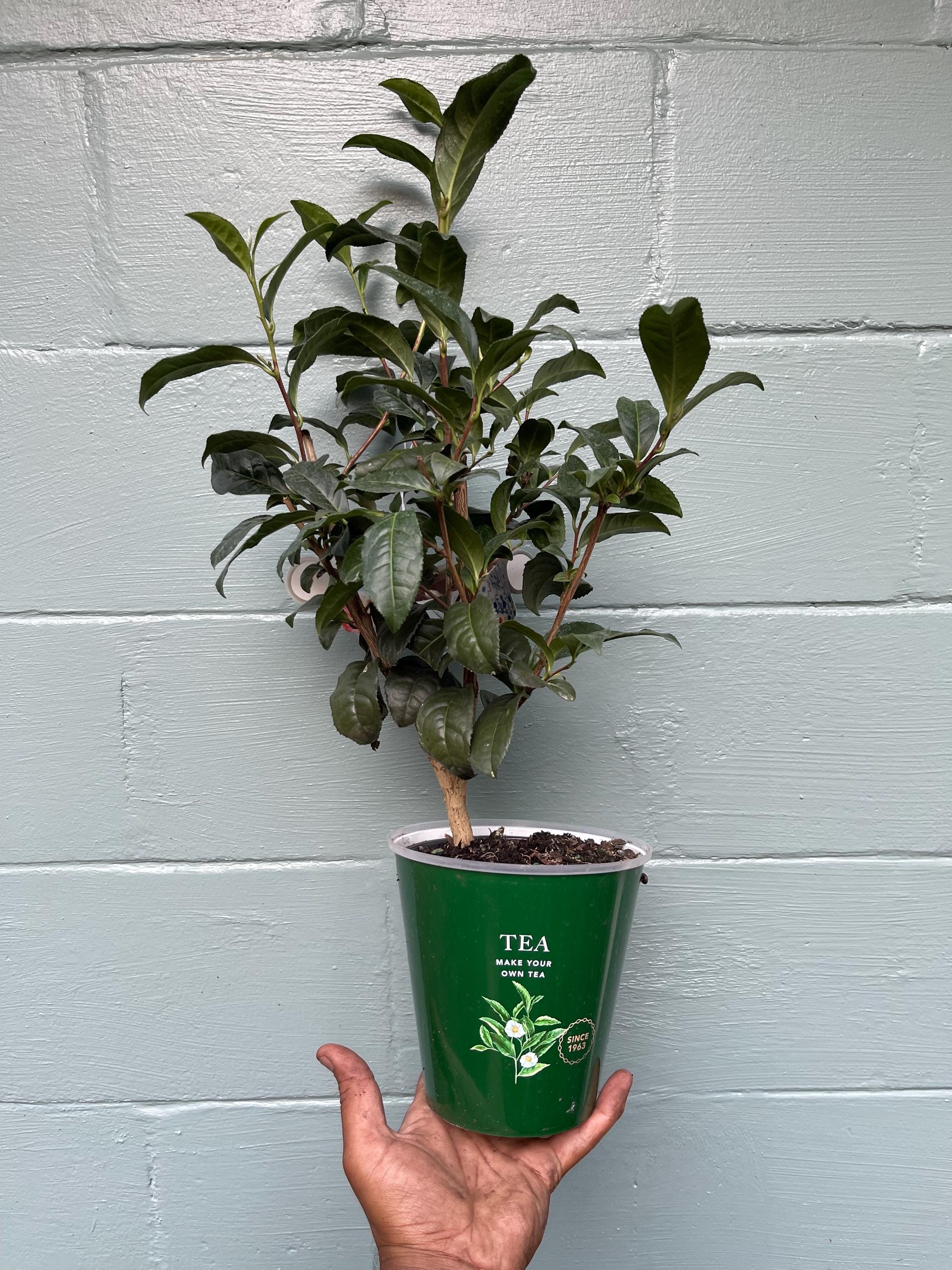 Camellia Sinensis Tea Plant: Live Herbal Tea Garden Gift