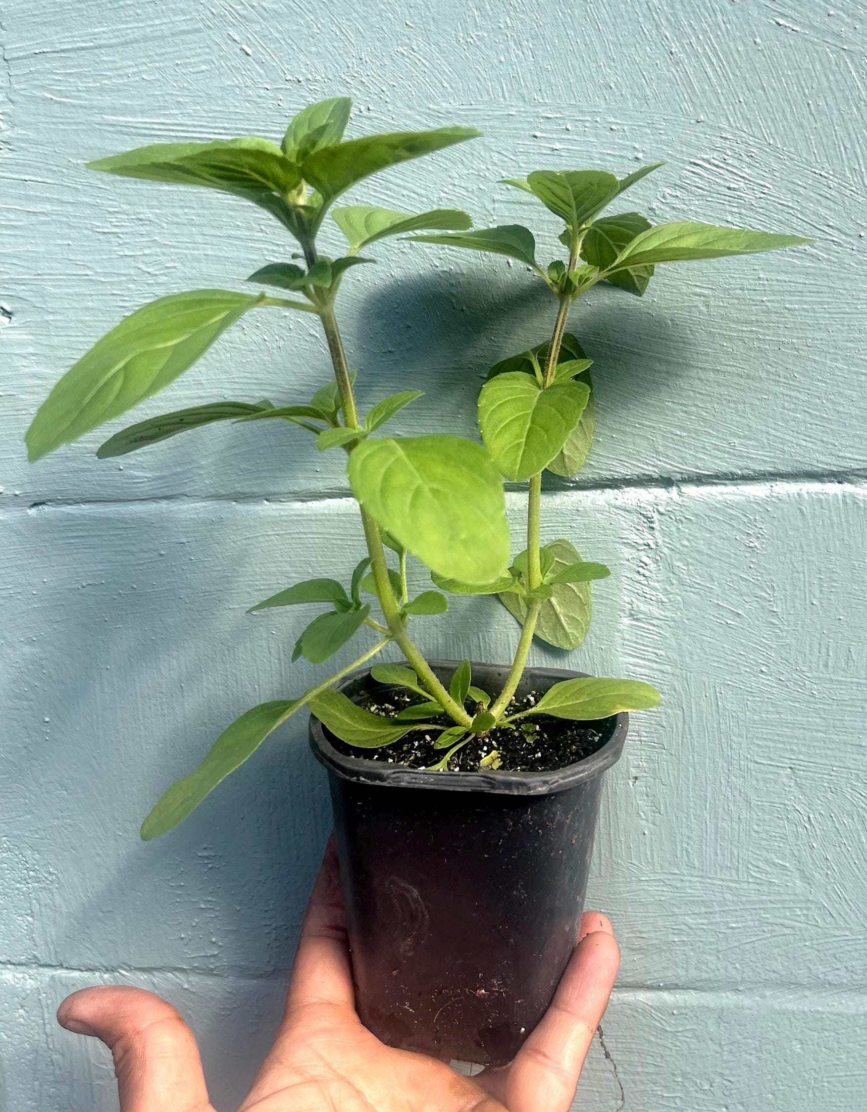 African blue basil plant