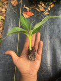 Banana (Double Mahoi) plants