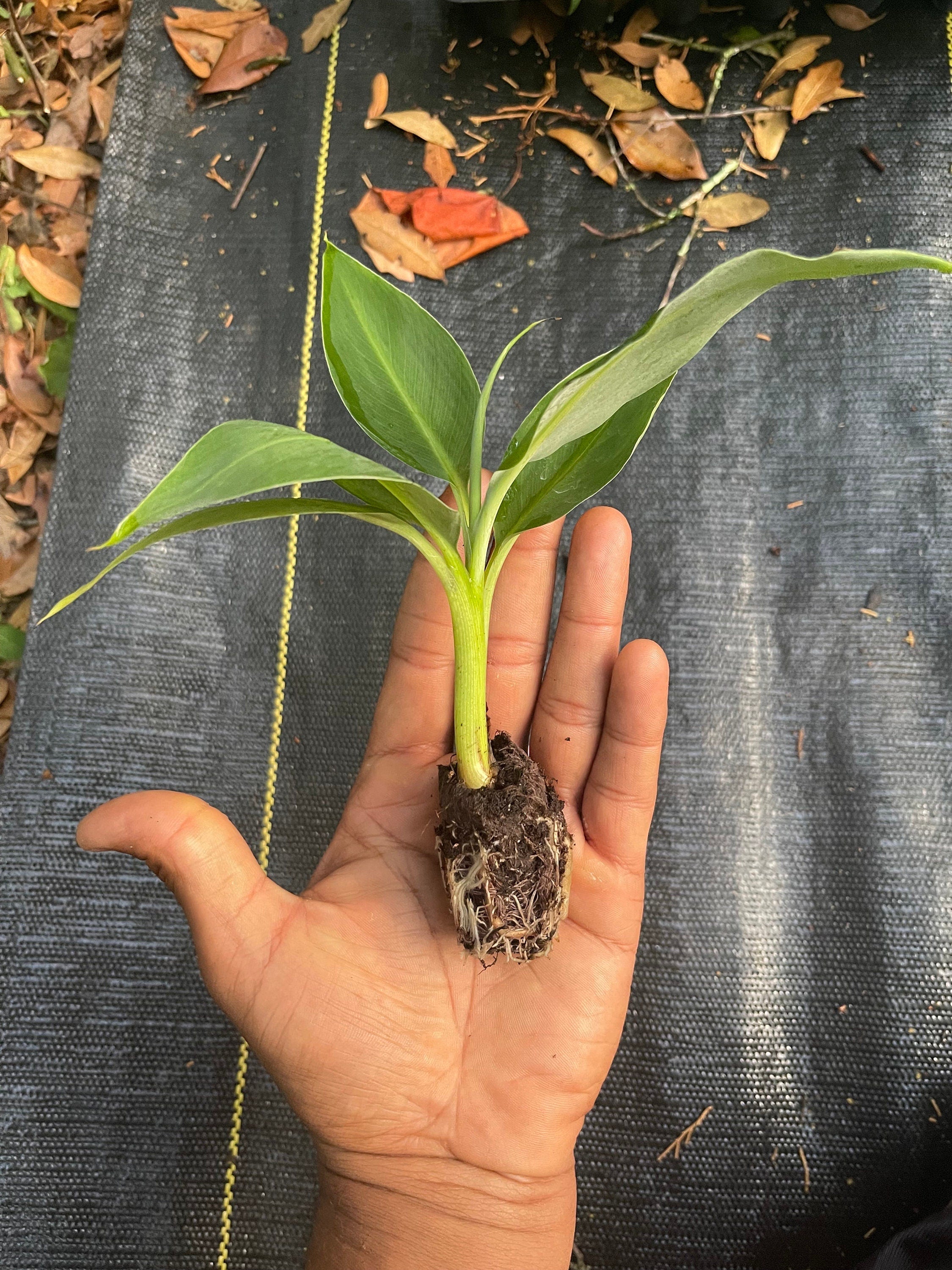 Banana (Double Mahoi) plants