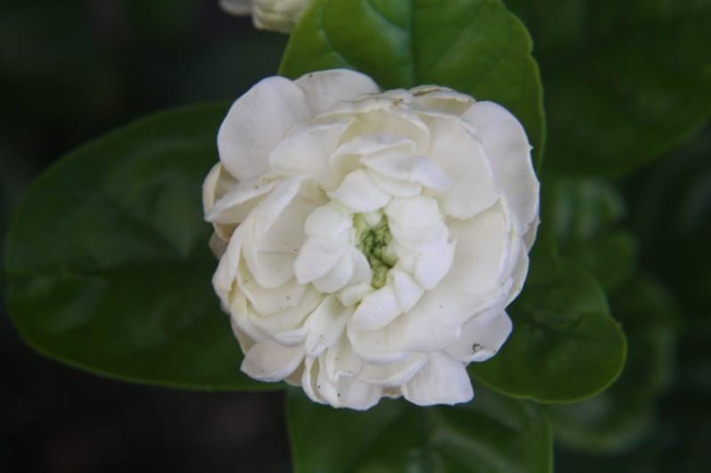 Jasminum sambac ‘Grand Duke of Tuscany’ – Arabian Jasmine. Double-Flowered Jasmine | Highly Fragrant