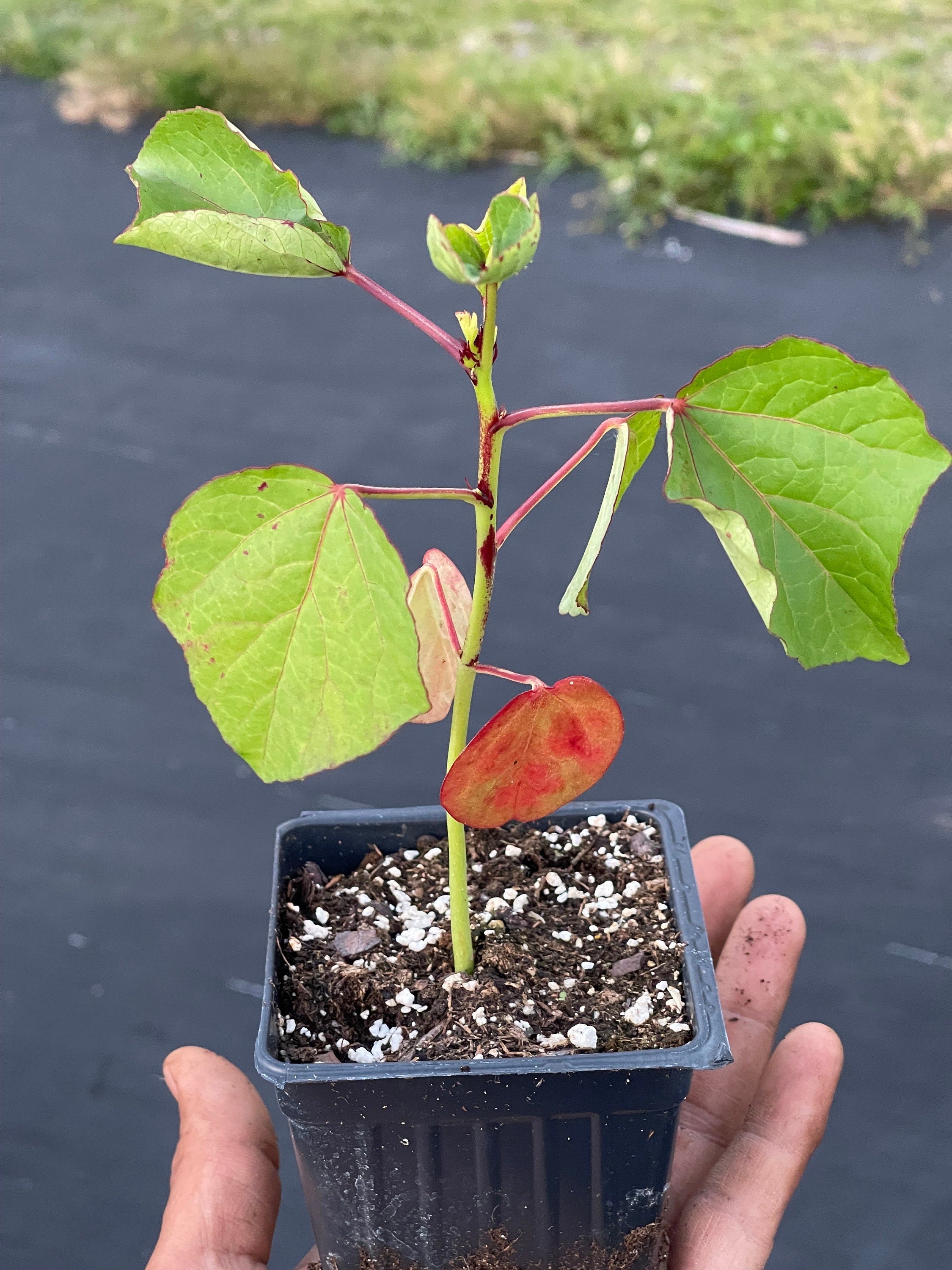Roselle/sorrel (Hibiscus sabdariffa) plants