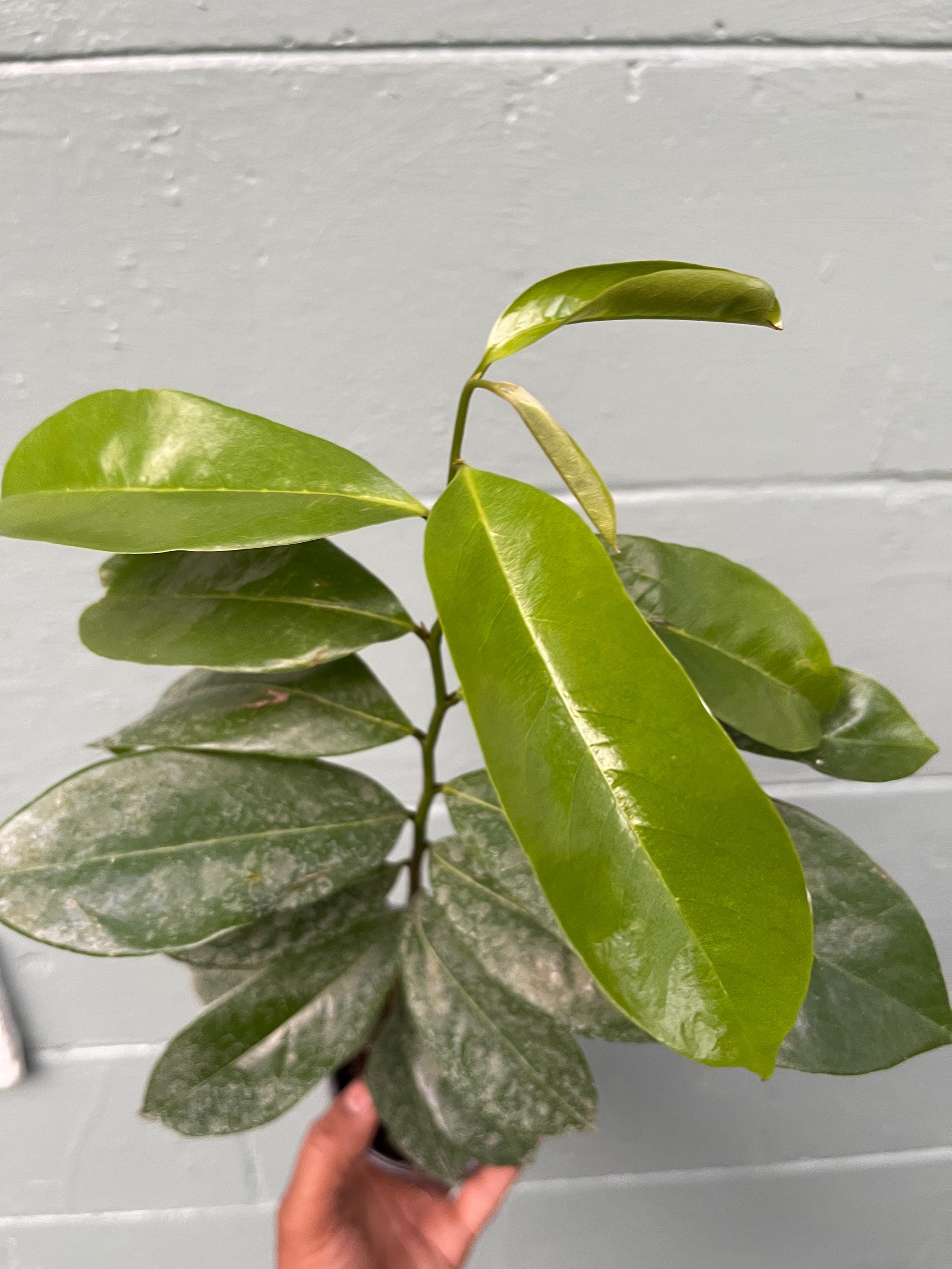 Soursop Live Plant – Annona Muricata Tropical Fruit Tree