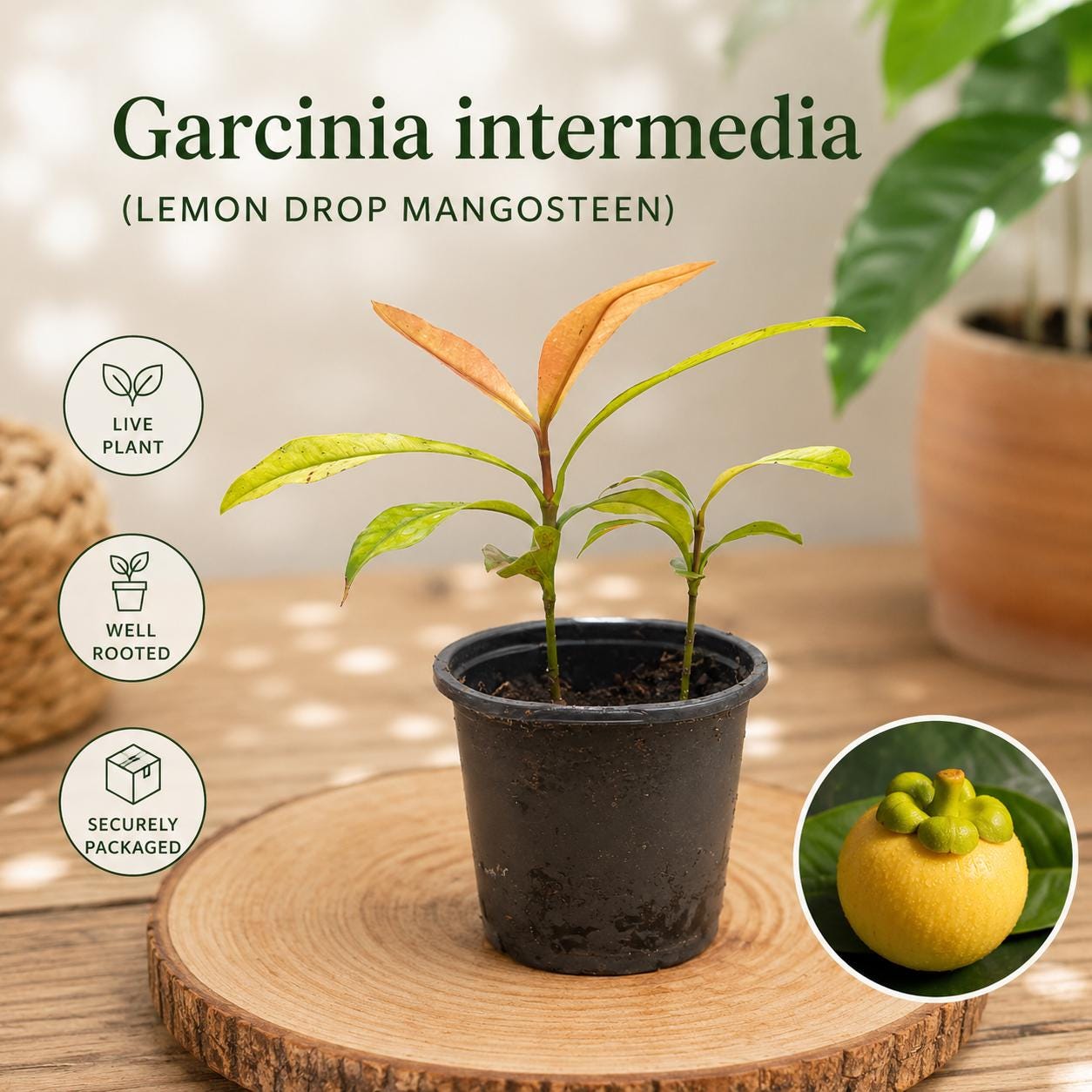 Garcinia Intermedia Live Plant | Lemon Drop Mangosteen Tropical Fruit Tree