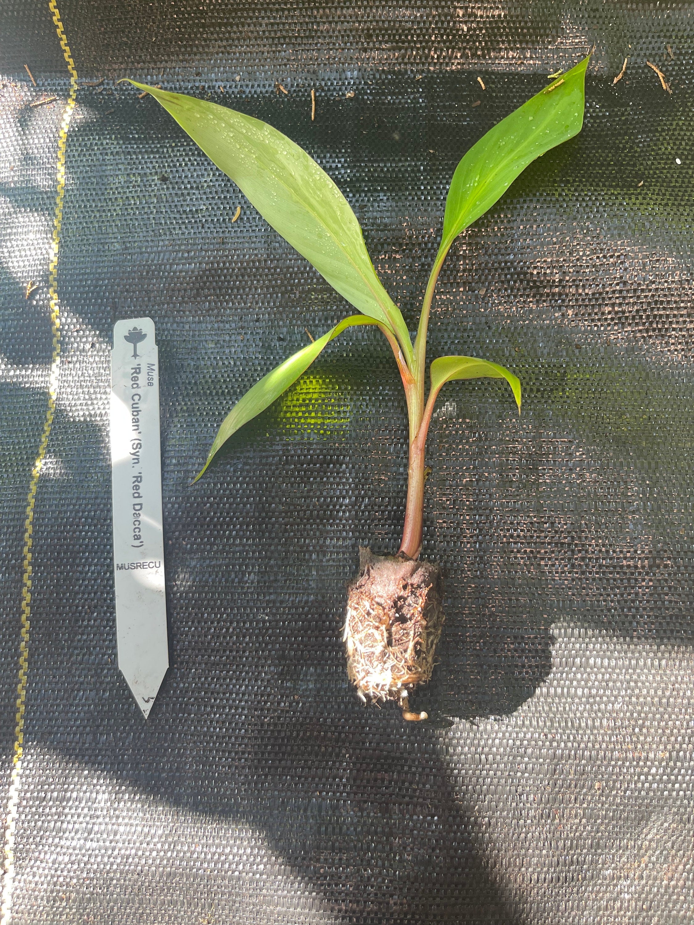 Red Dacca Banana Live Plant - Tropical Garden