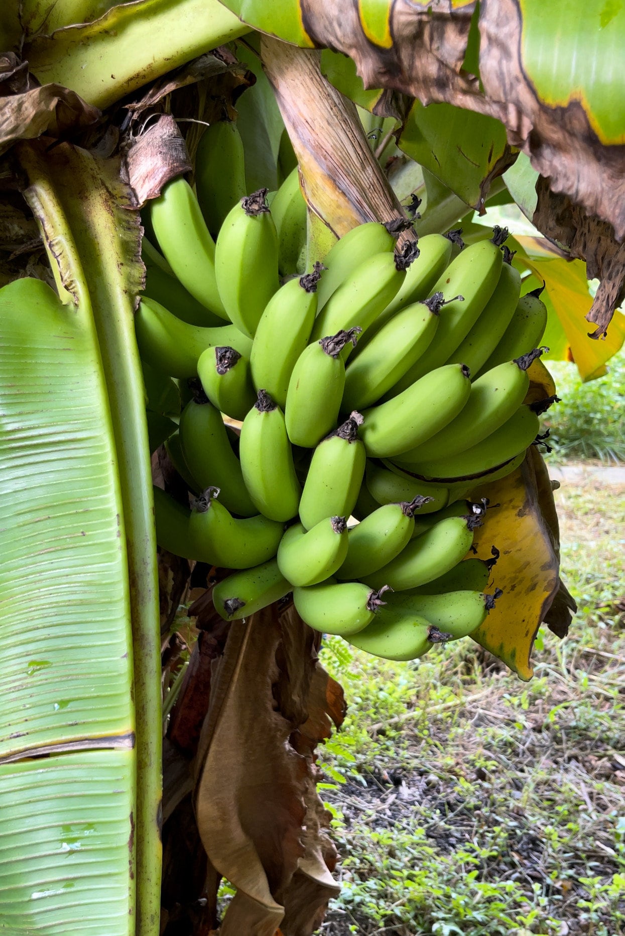 Banana (dwarf cavendish) plants