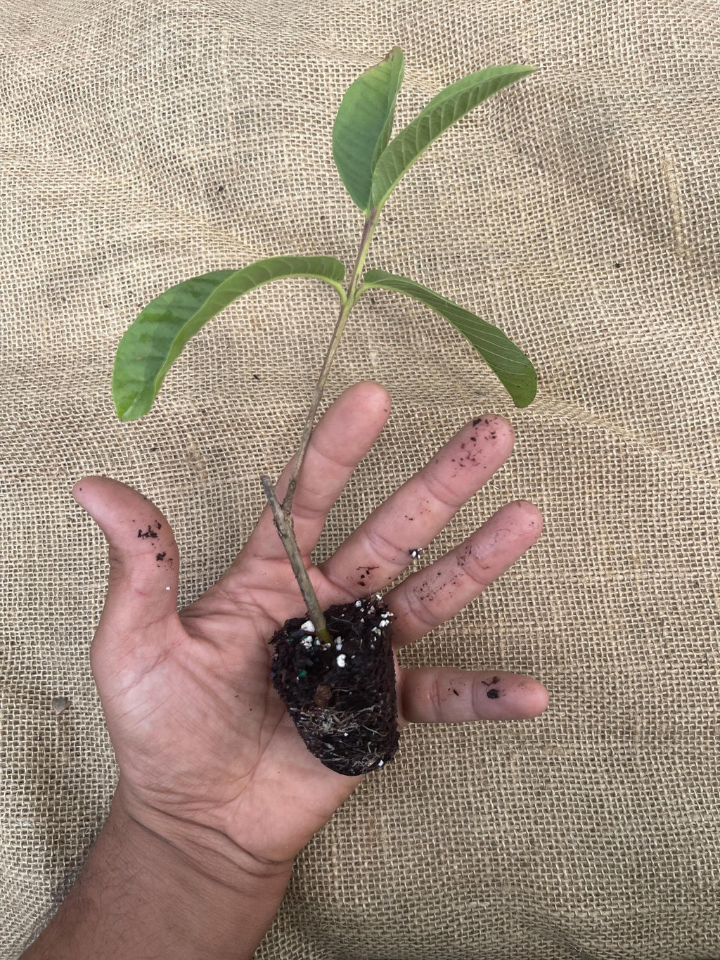 Barbie Pink Guava - Psidium guajava