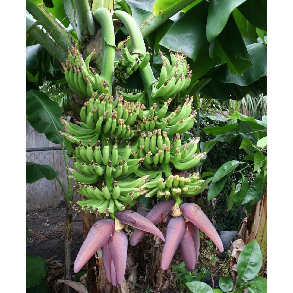 Banana (Double Mahoi) plants