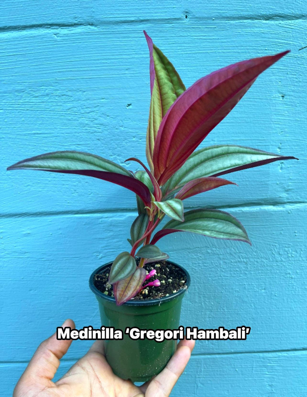 Medinilla ‘Gregori Hambali’ Rare Tropical Plant – Pink Blooms, 4-Inch Pot