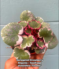 Variegated Strawberry Begonia – Saxifraga stolonifera ‘Tricolor’ – Rare Trailing Houseplant – Pink & Cream Foliage