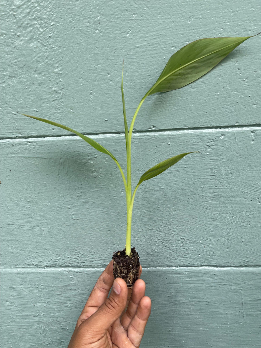 Musa Kokopo Banana Plant - Short Cycle Variety