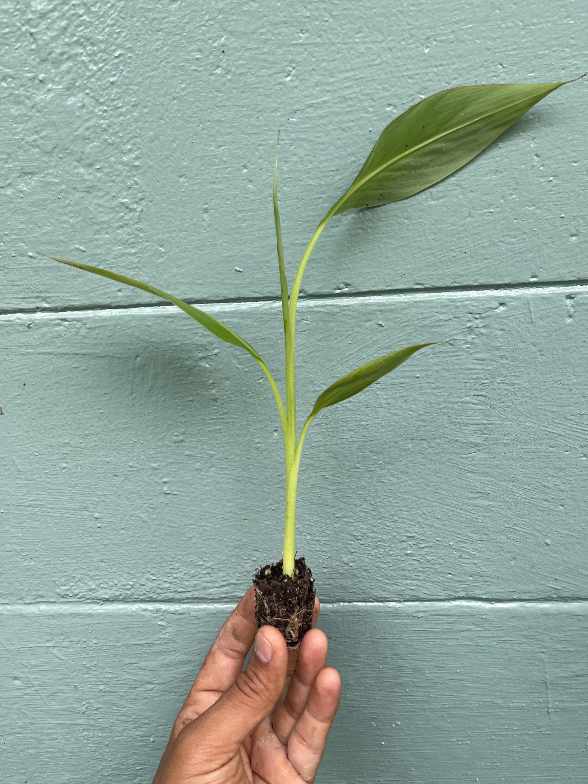Musa Kokopo Banana Plant - Short Cycle Variety