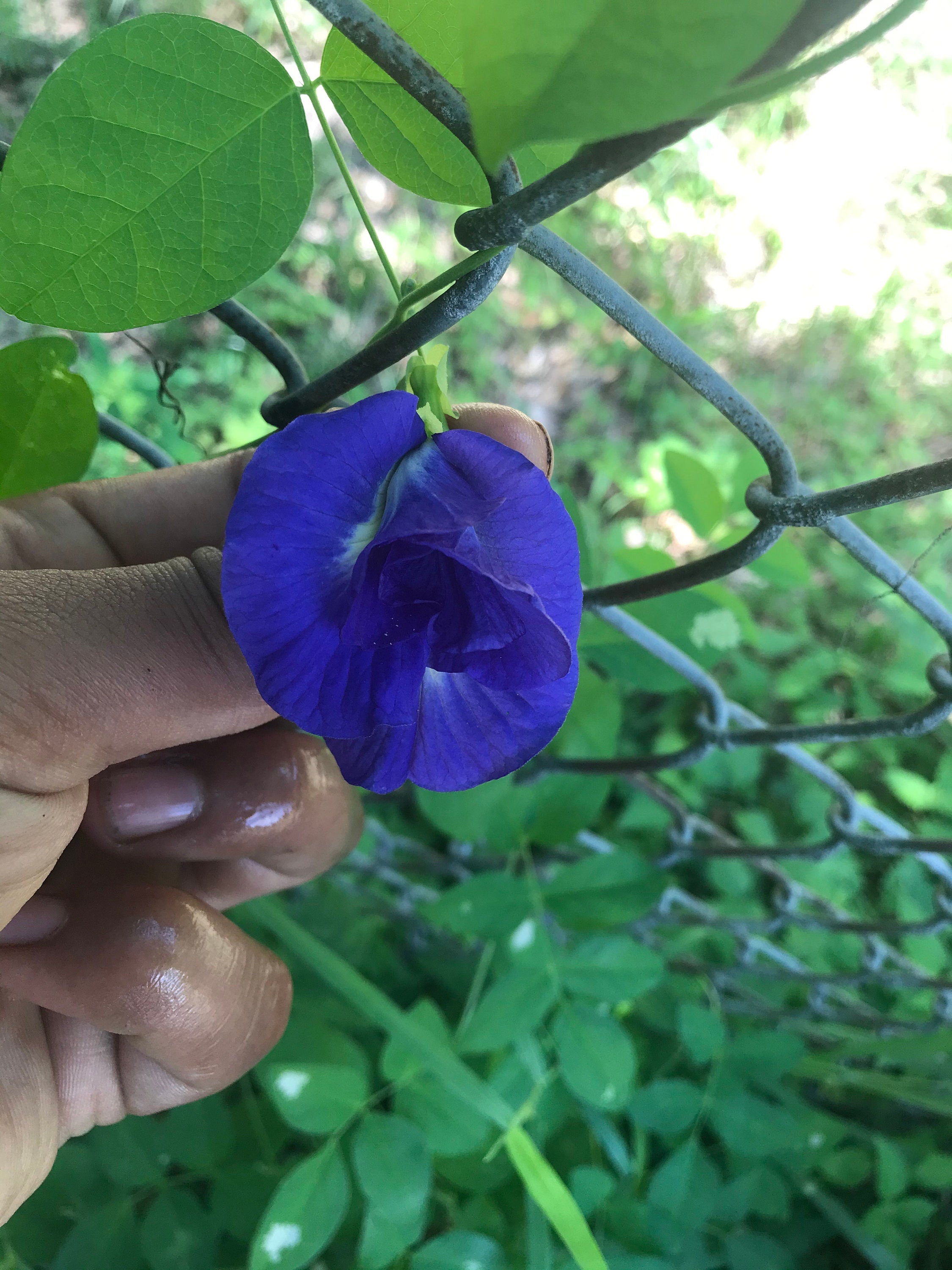 Butterfly pea flower seeds
