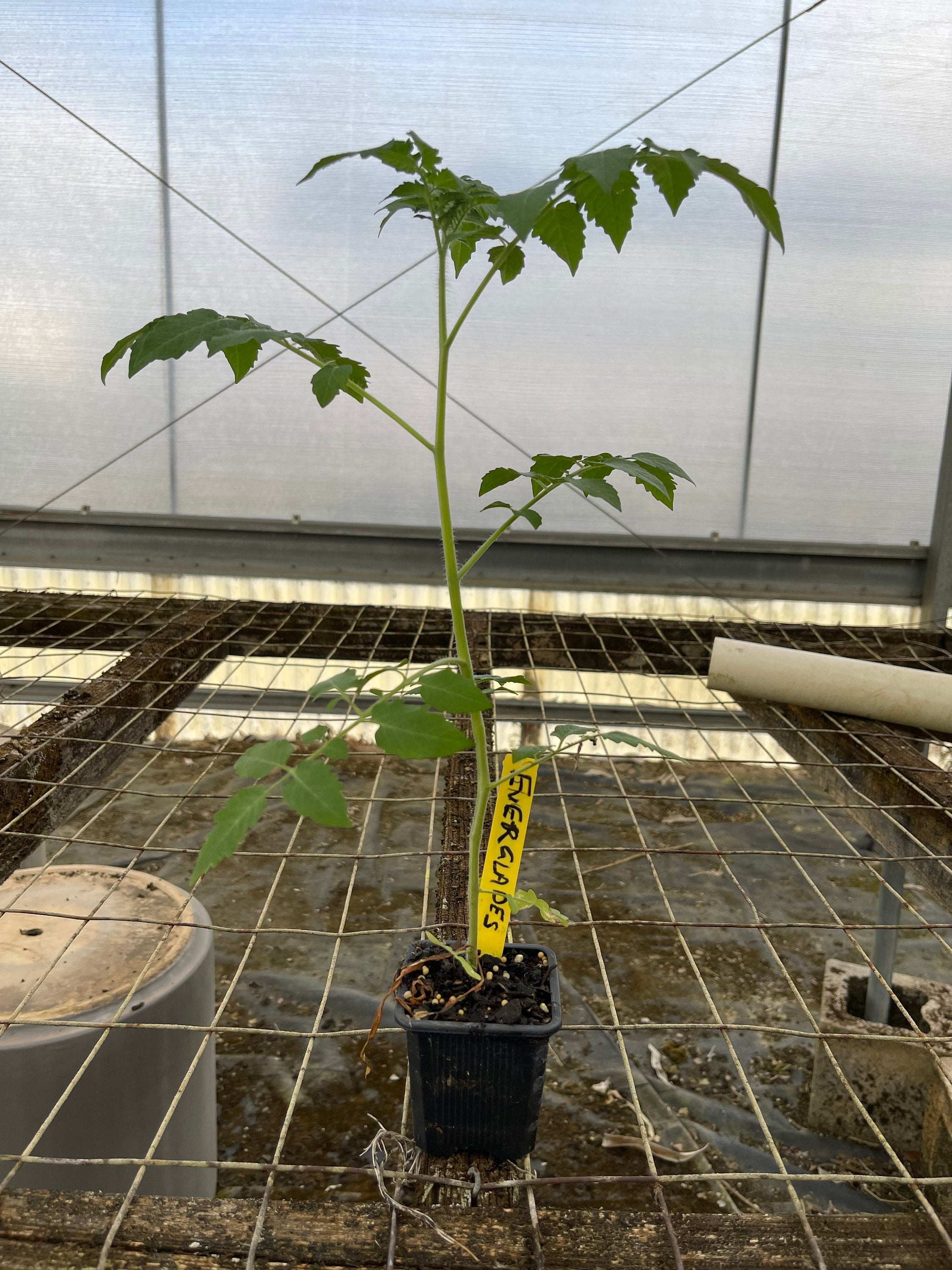 Everglades tomato live plants