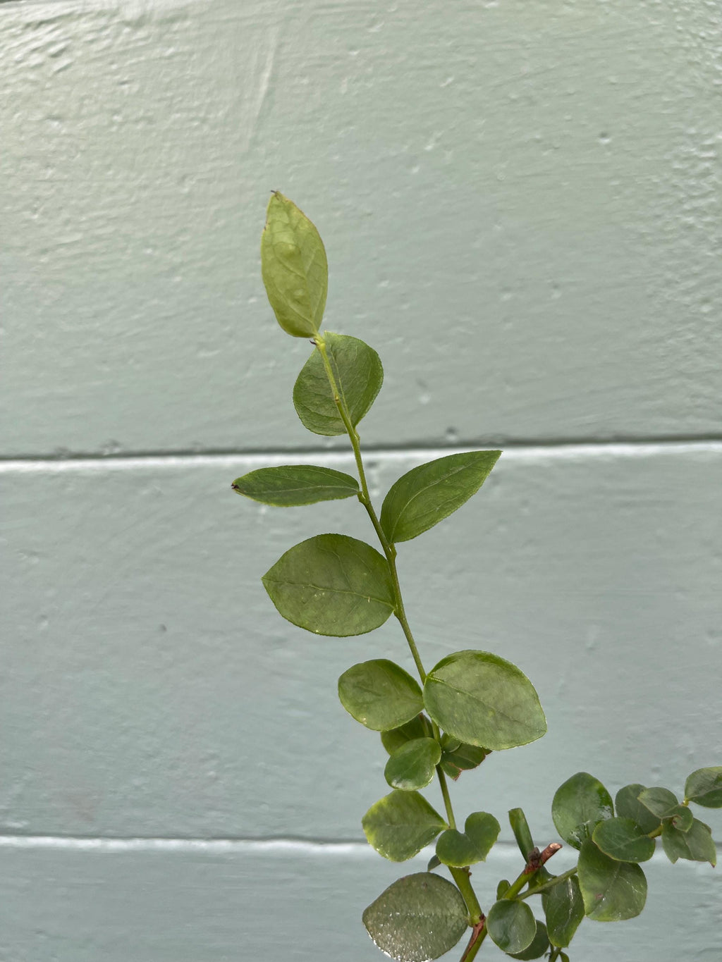 Emerald Blueberry Plant: Large Sweet Berries, Compact Shrub