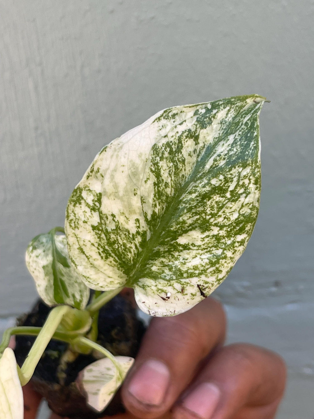 Rare Monstera Mint Variegated Live Plant | Collector plant | Unique Green & Mint Variegation
