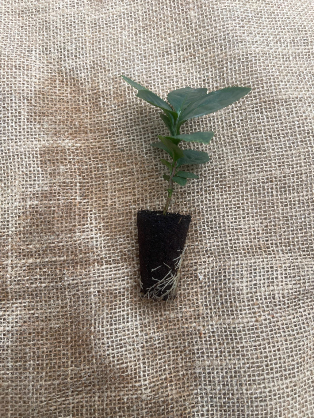 Camellia Sinensis Tea Plant: Live Herbal Tea Garden Gift