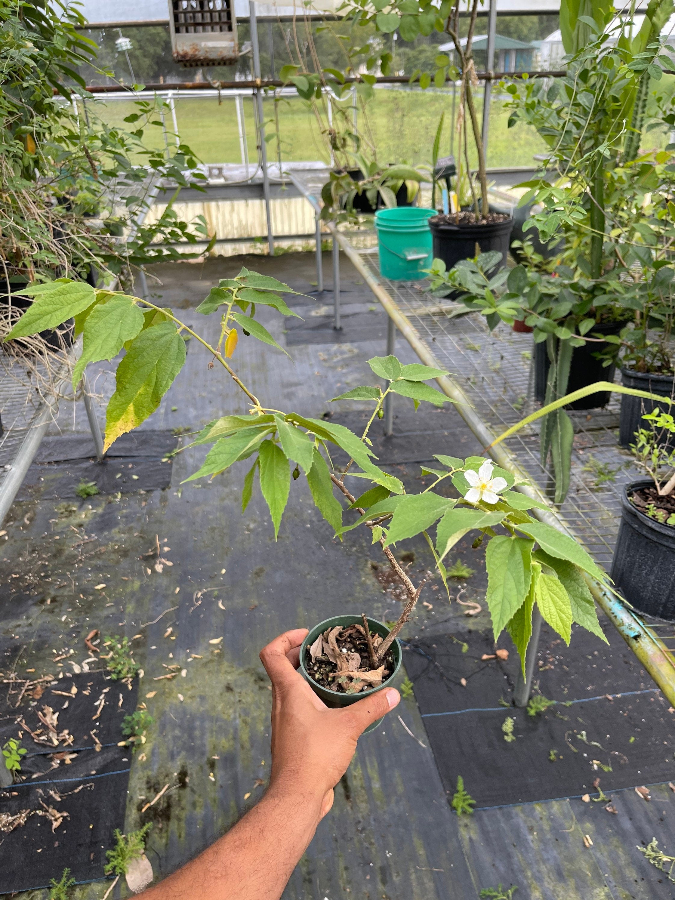 Strawberry Tree (Muntingia calabura) | Rare Edible Tropical Fruit Plant for Home Garden & Outdoor Delight
