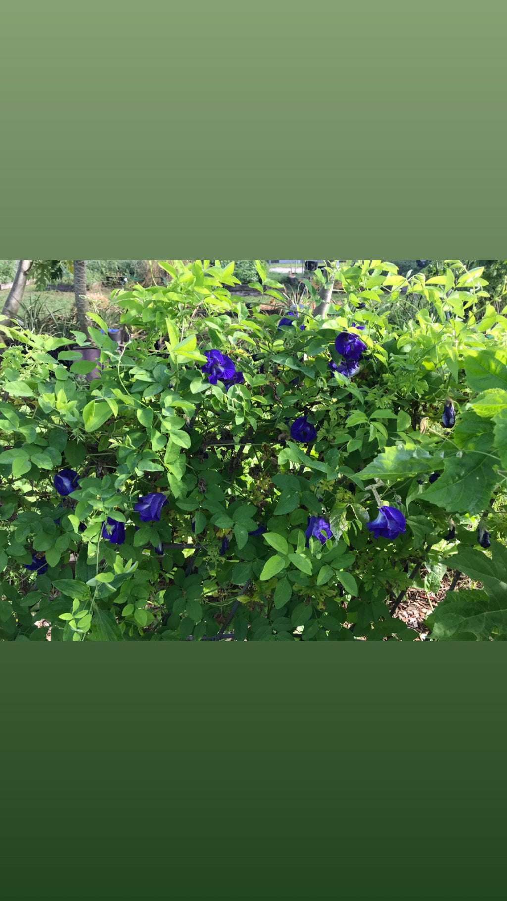 Butterfly pea flower seeds