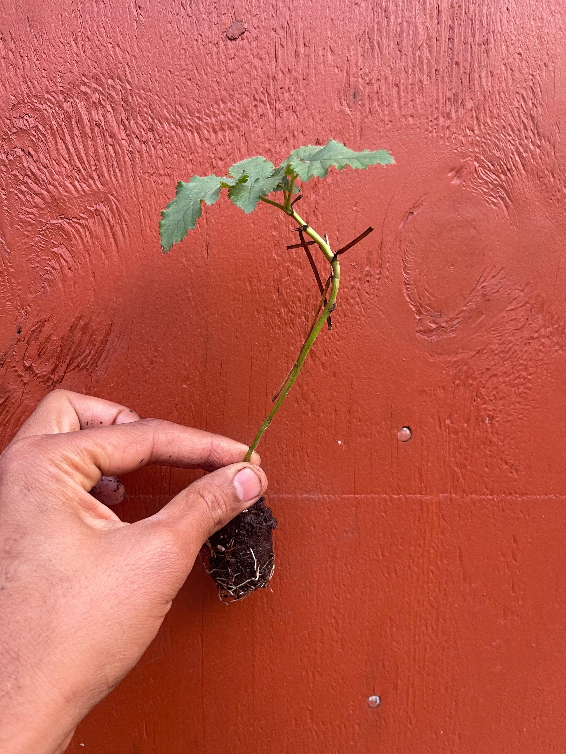 Prime-Ark® Freedom Thornless Blackberry – Live Plant – Primocane Fruiting