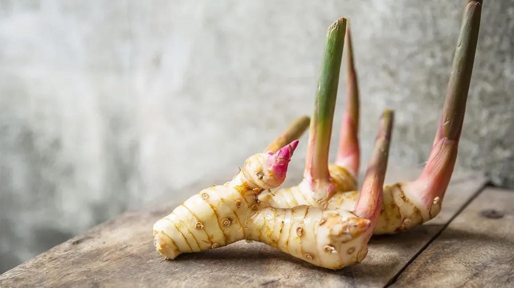 Galangal Plant: Fresh Thai Ginger