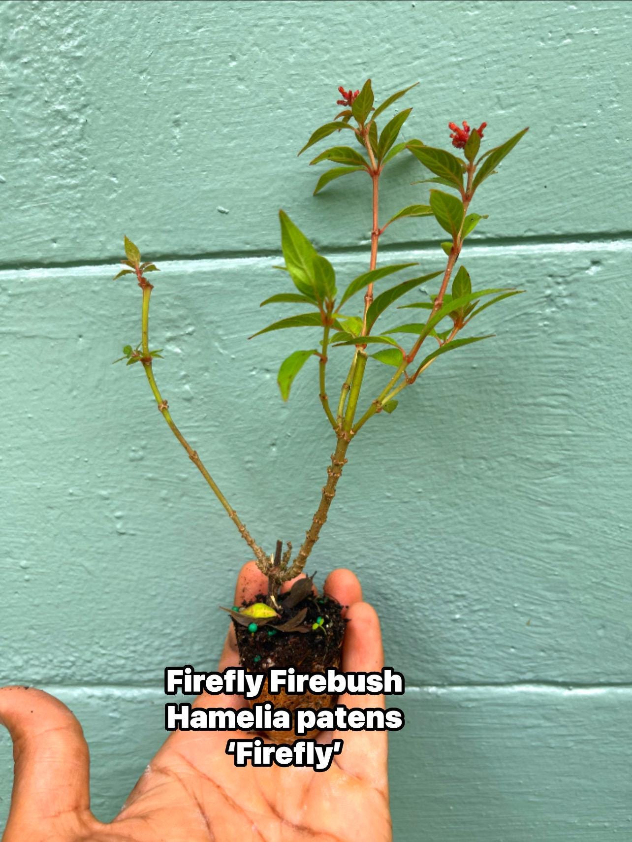 Dwarf Firefly Firebush Plant: Hummingbird & Butterfly Magnet - 2" Plug