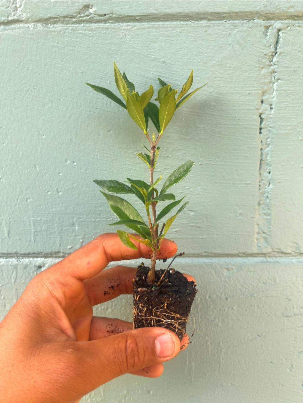 Frostproof Gardenia Plant – Evergreen Flowering Shrub – Fragrant White Blooms