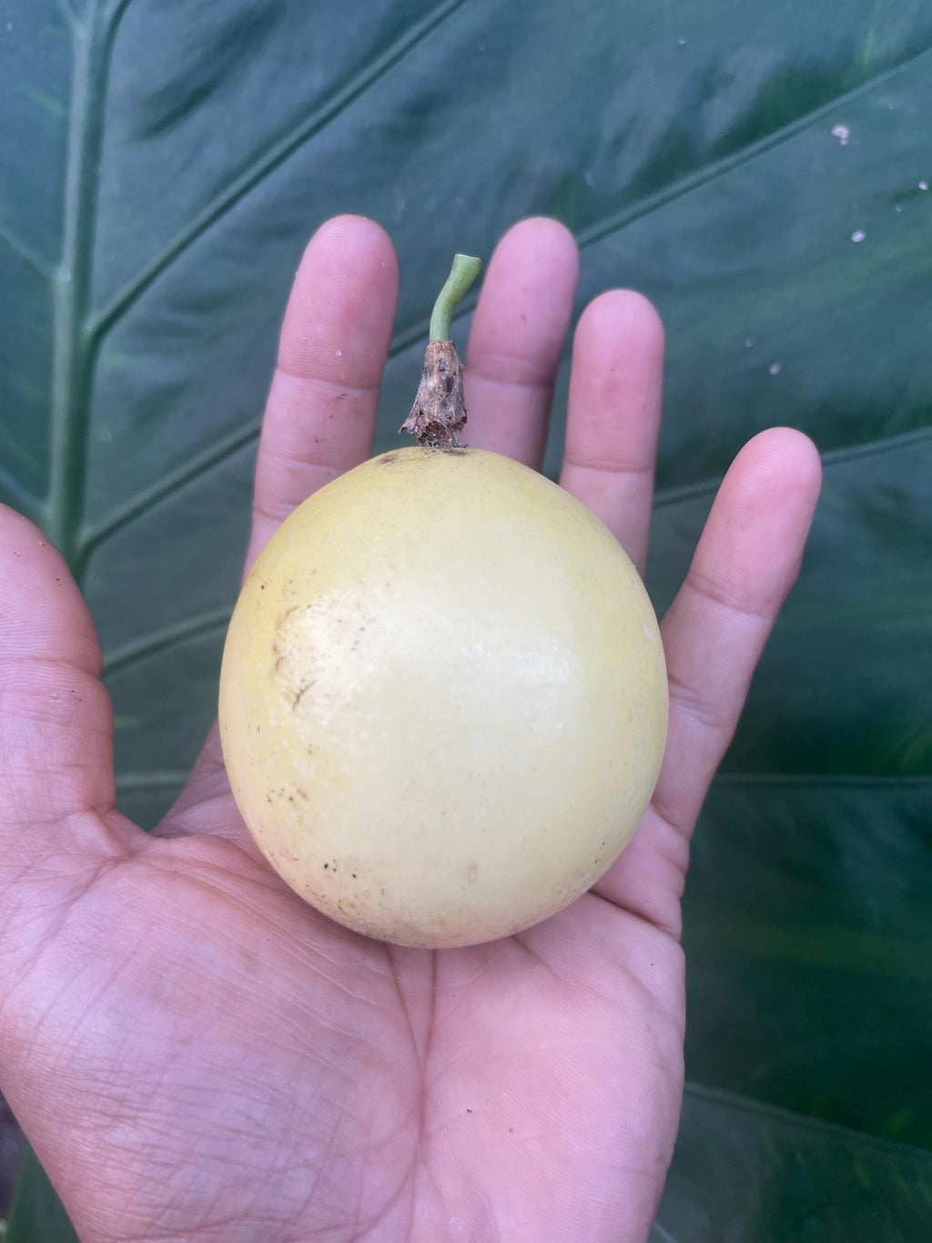 Sunrise Passion Fruit Vine – Fast-Growing Tropical Plant, Delicious Fruit (4 inches Pot)