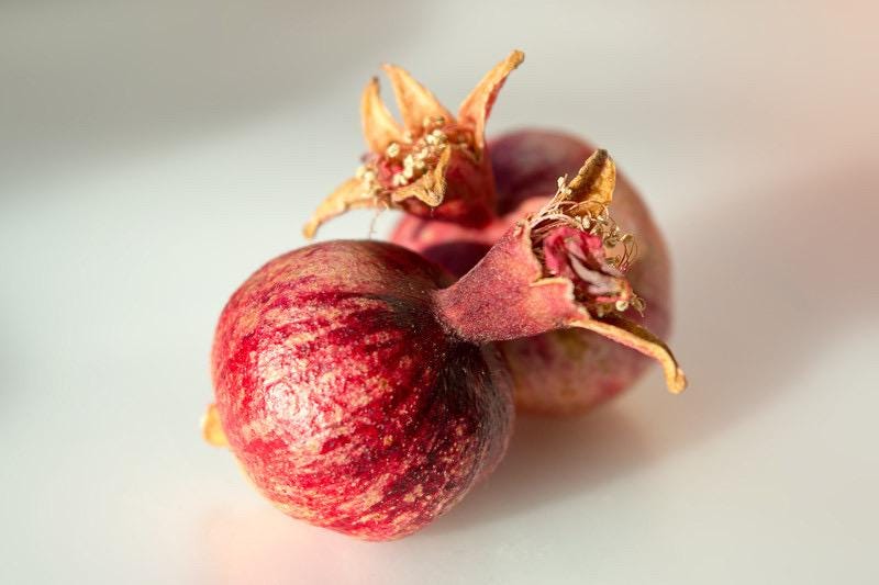 Dwarf Pomegranate ‘Nana’ – Miniature Fruiting Shrub – Live Plant – Ornamental Edible Fruit – Container Friendly