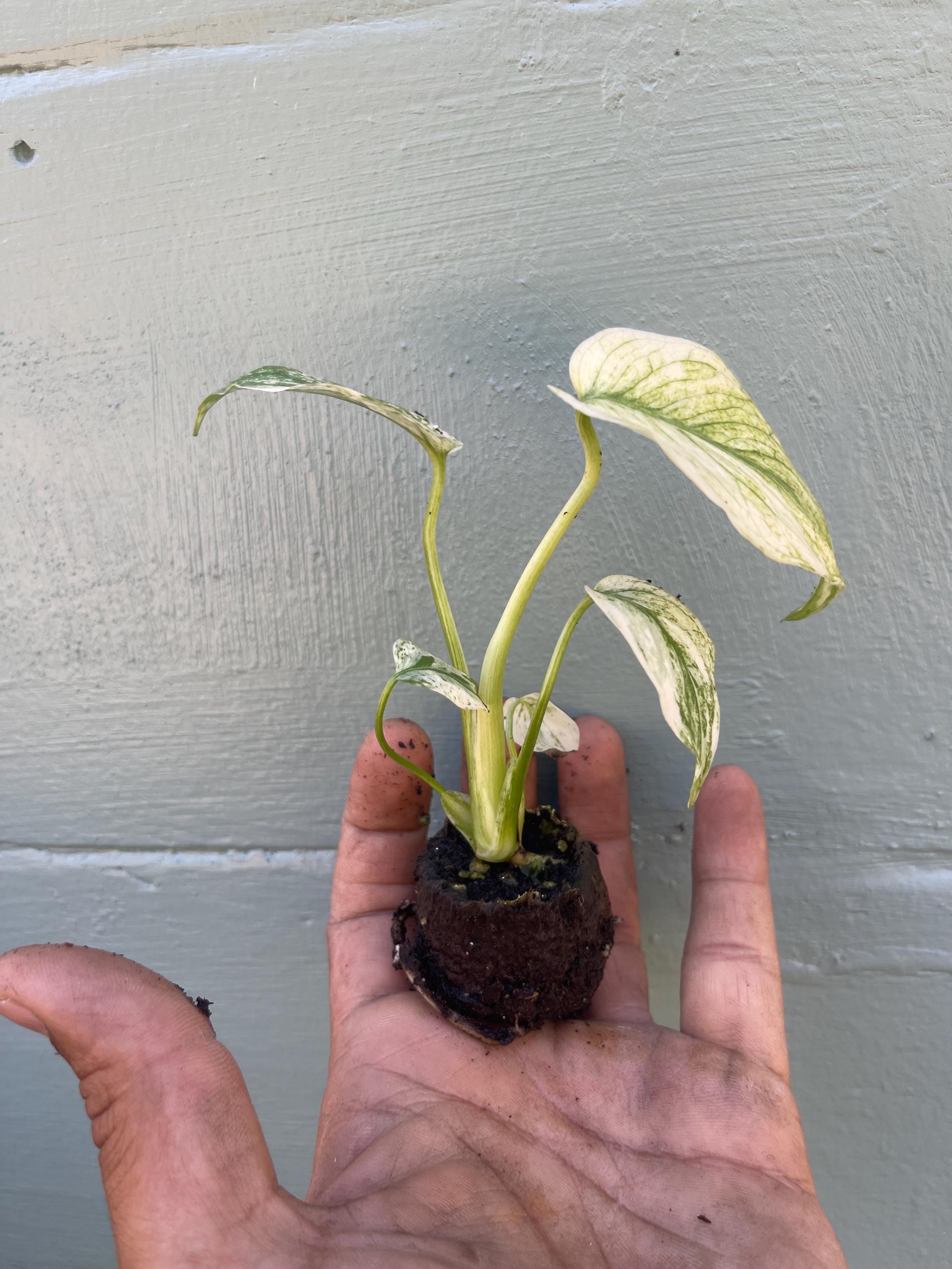 Rare Monstera Mint Variegated Live Plant | Collector plant | Unique Green & Mint Variegation