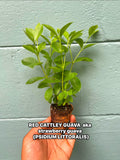 Live Strawberry Guava Tree: Rare Tropical Fruit Plant