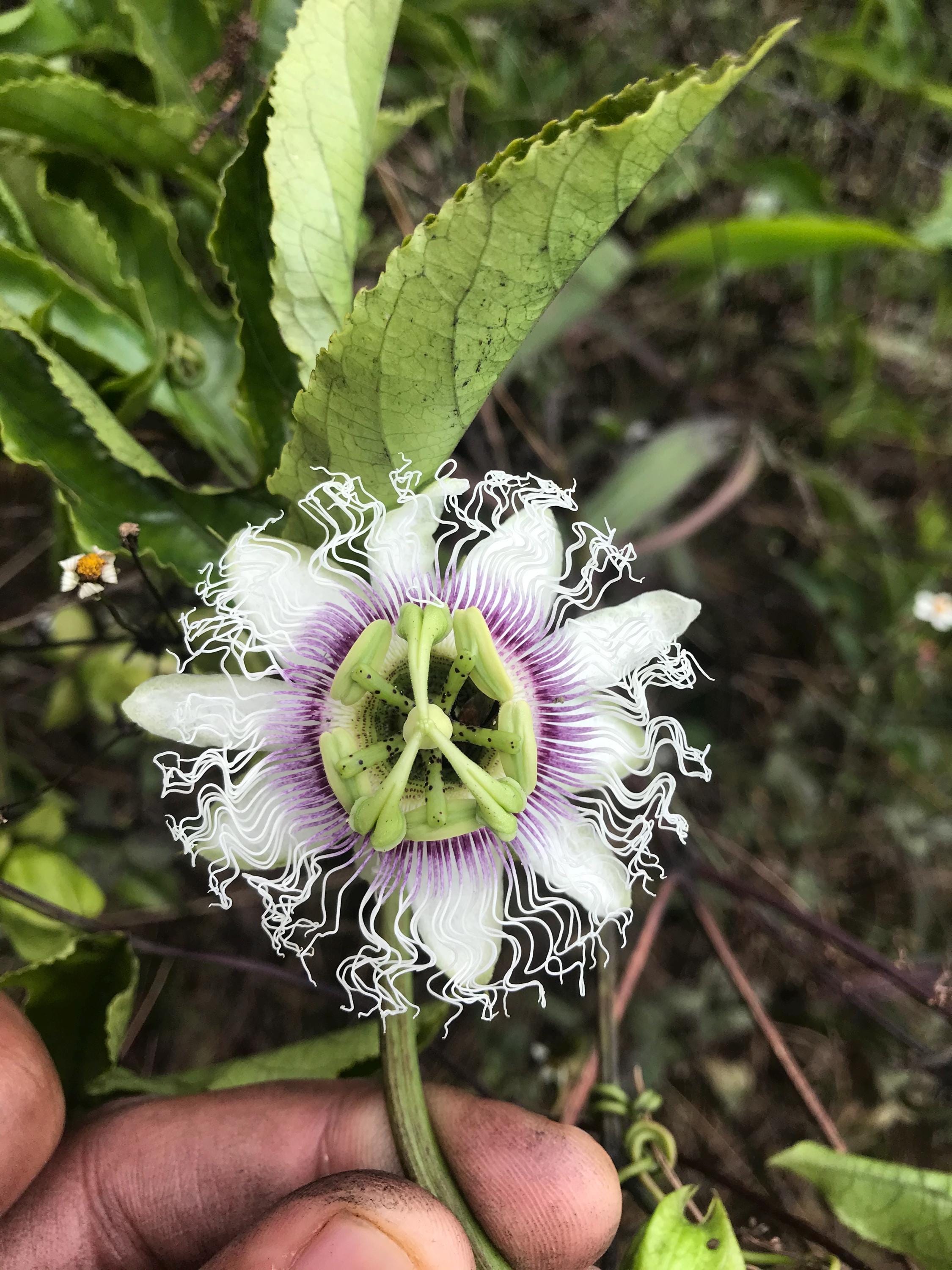 Purple possum passionfruit seeds