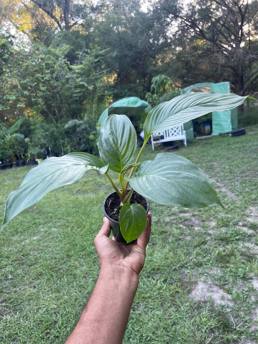 Tacca chantrieri Black Bat Flower – Rare Tropical Live Plant, 4-Inch Pot