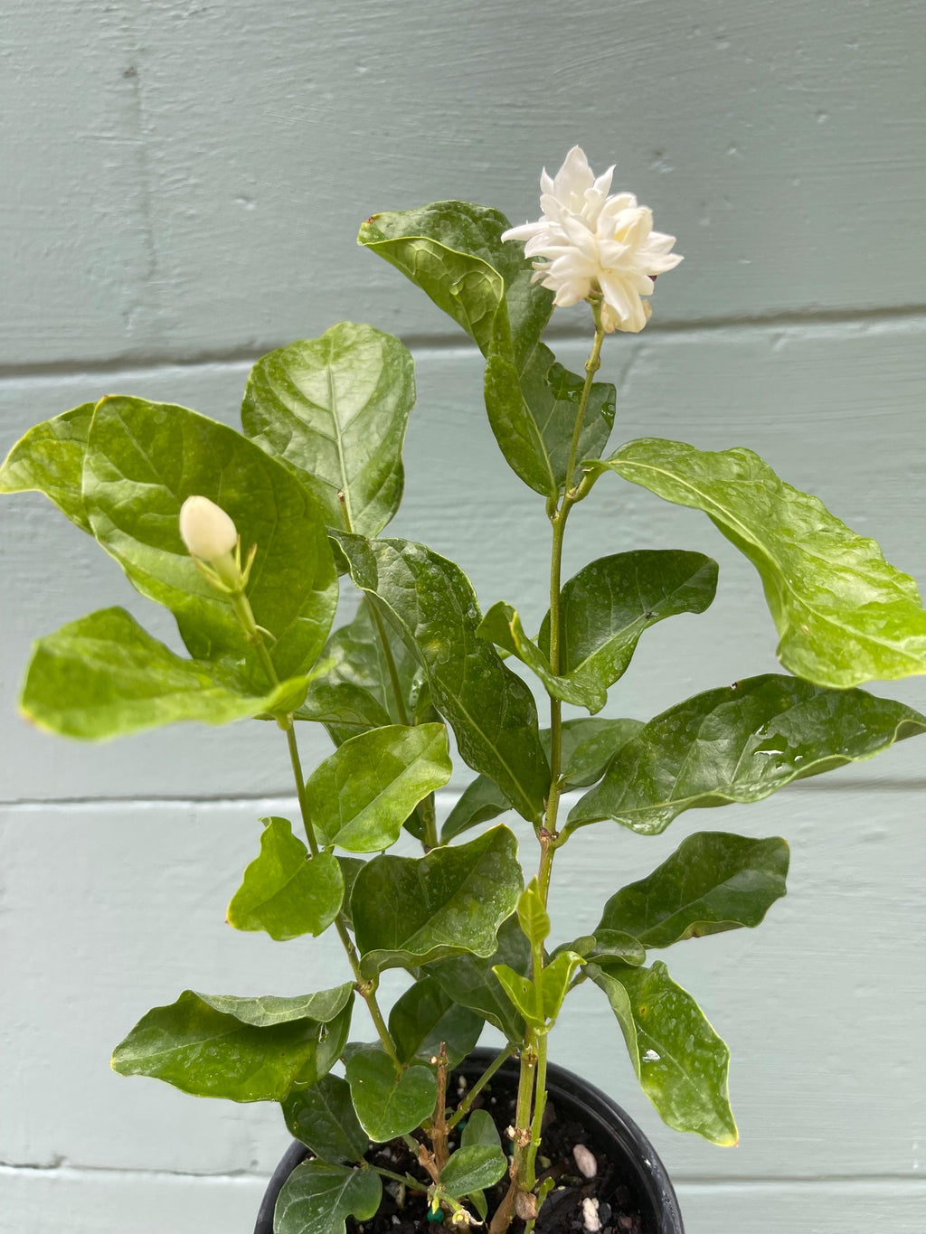 Jasminum sambac ‘Mysore Mulli’ – Arabian Jasmine – 4” Pot
