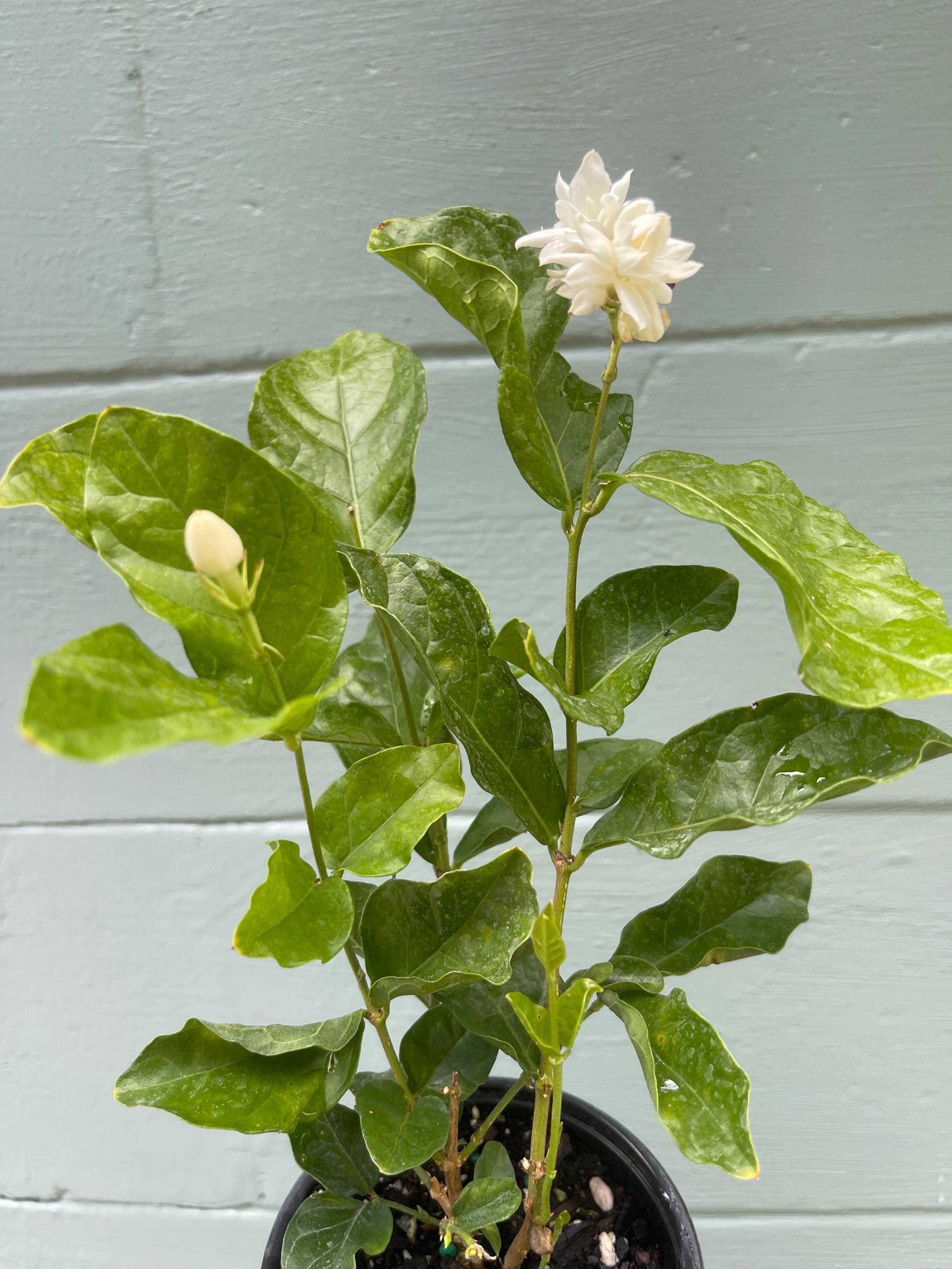 Jasminum sambac ‘Mysore Mulli’ – Arabian Jasmine – 4” Pot