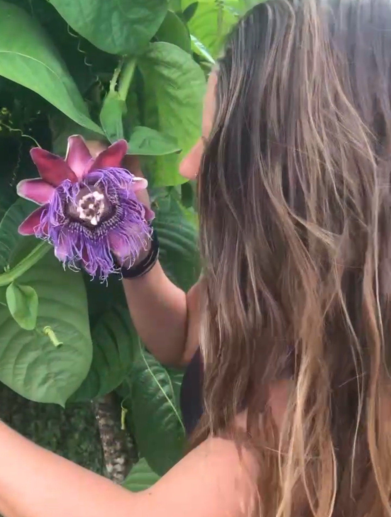 Passiflora quadrangularis (Giant Granadilla)