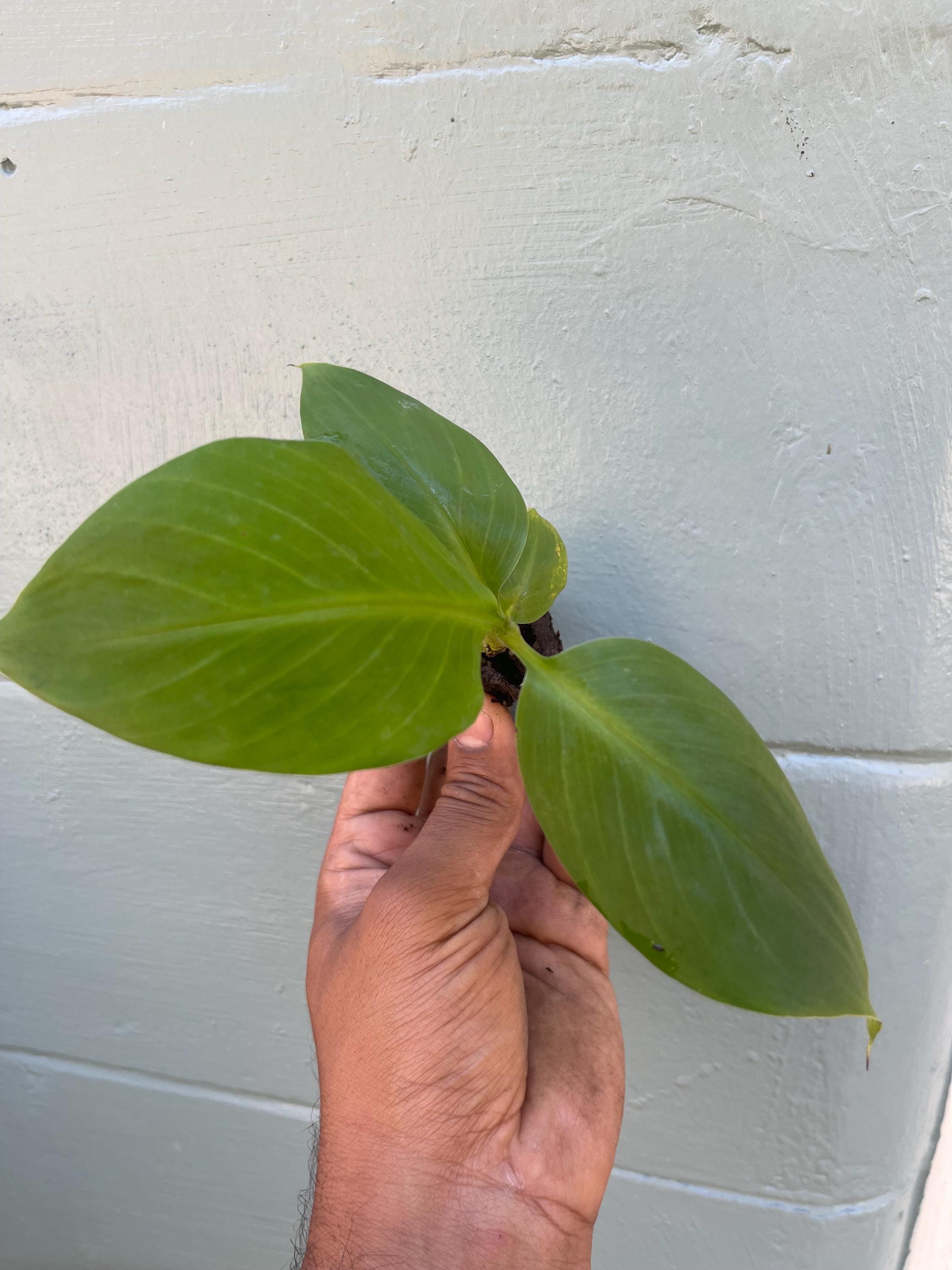 Dwarf Green Banana Plant Live | Musa ‘Dwarf Green’ | Compact Banana Tree | Produces Full-Size Bananas