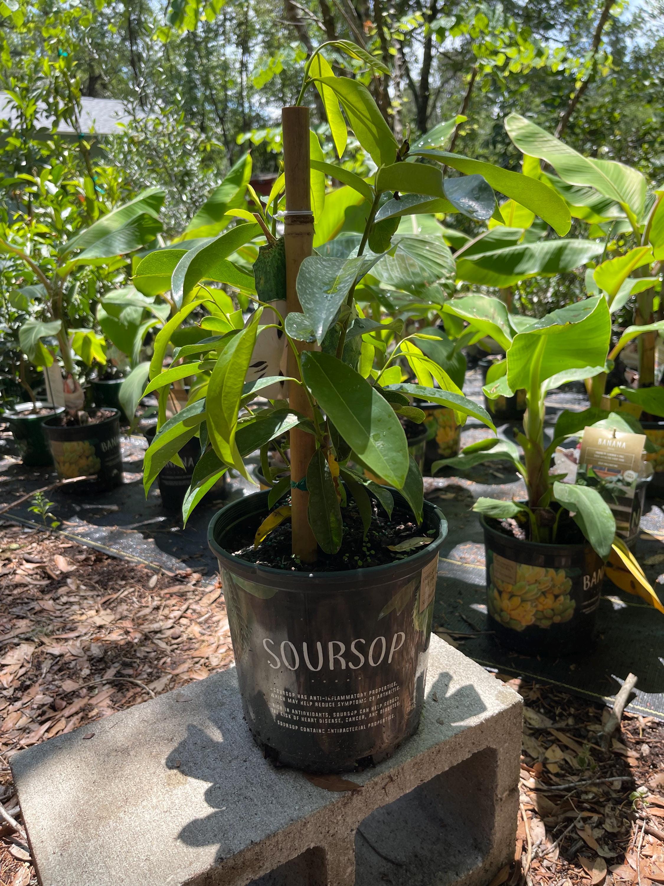 Soursop Live Plant – Annona Muricata Tropical Fruit Tree