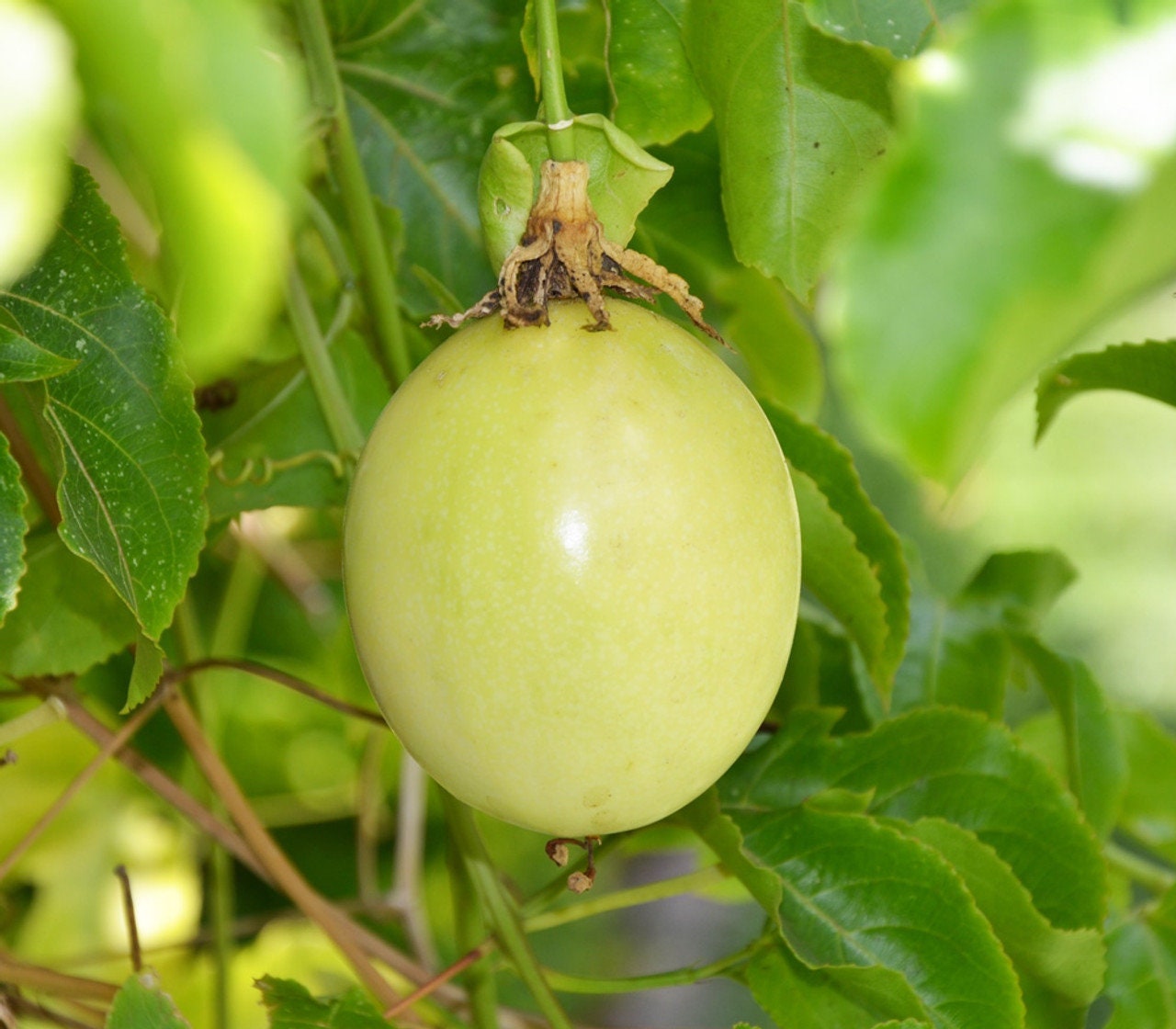 Yellow passionfruit (Passiflora edulis flavicarpa)