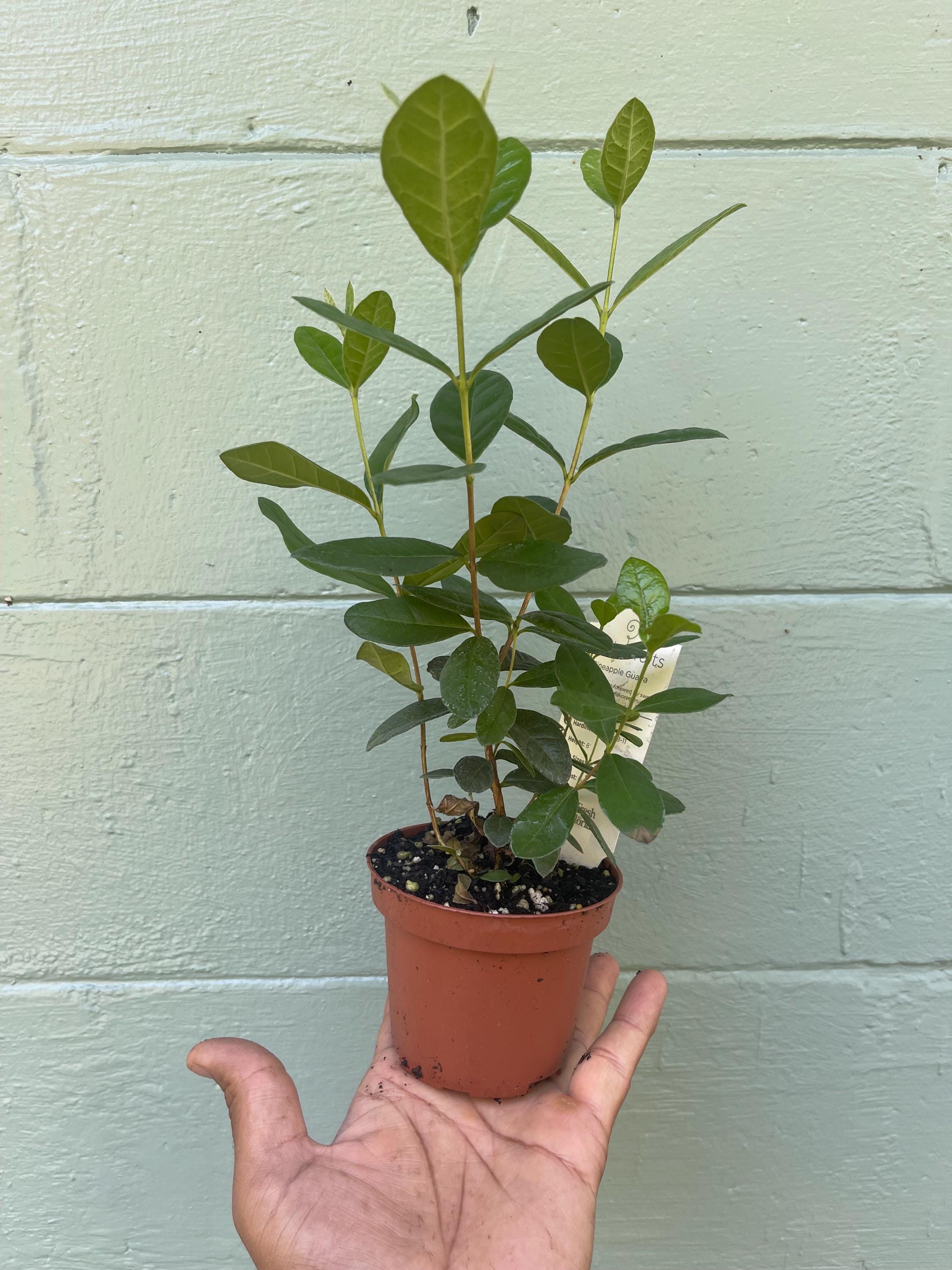 Pineapple Guava Live Plants – Acca Sellowiana Fruit Shrub, Evergreen, Edible & Ornamental Garden Bush