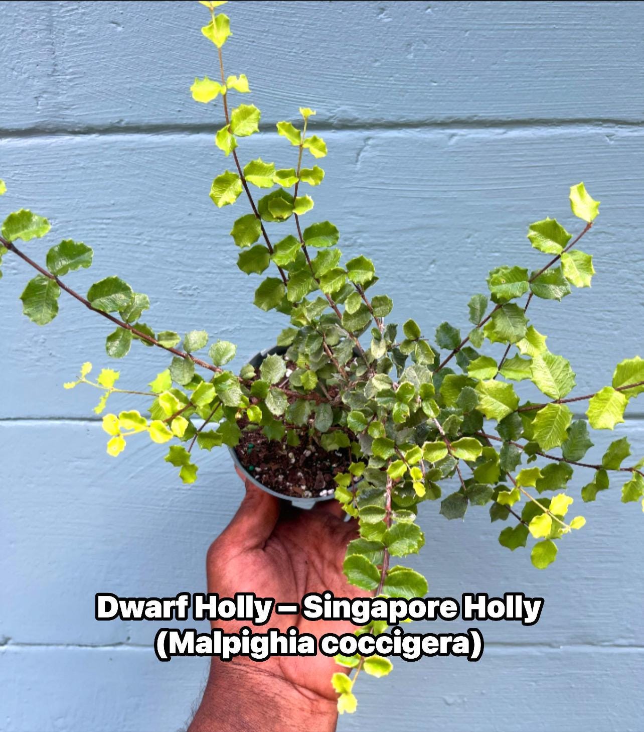 Singapore Holly Bonsai Plant – Dwarf Tropical Shrub, Miniature Leaves, Ornamental Live Plant
