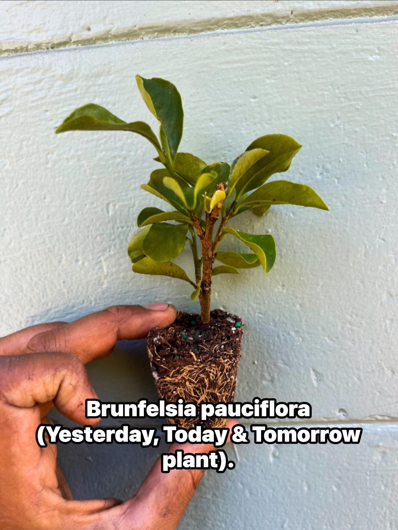Brunfelsia (Yesterday, Today & Tomorrow plant)| Color-Changing Fragrant Flowers